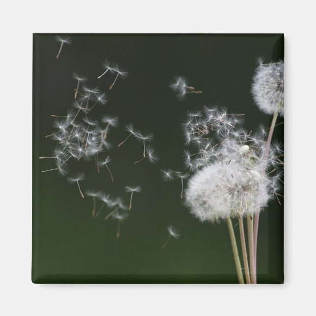 Dandelion Fluff Magnet (Vorne)
