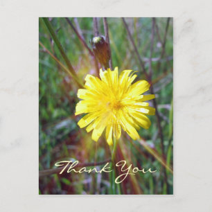 Dandelion Glow Postkarte