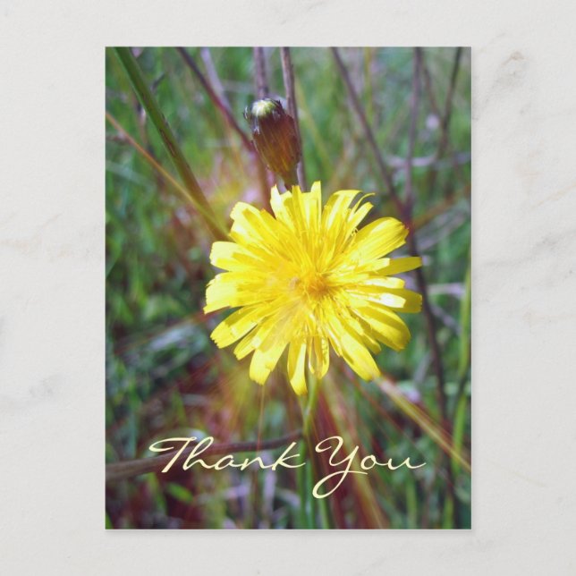 Dandelion Glow Postkarte (Vorderseite)