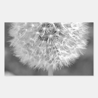 Dandelion Gone to Seed Rechteckiger Aufkleber