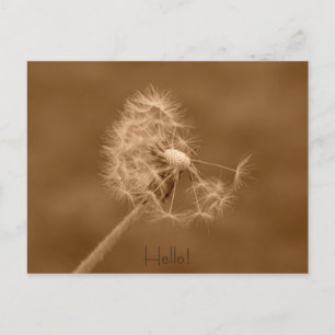 Dandelion Hello Postcard Postkarte