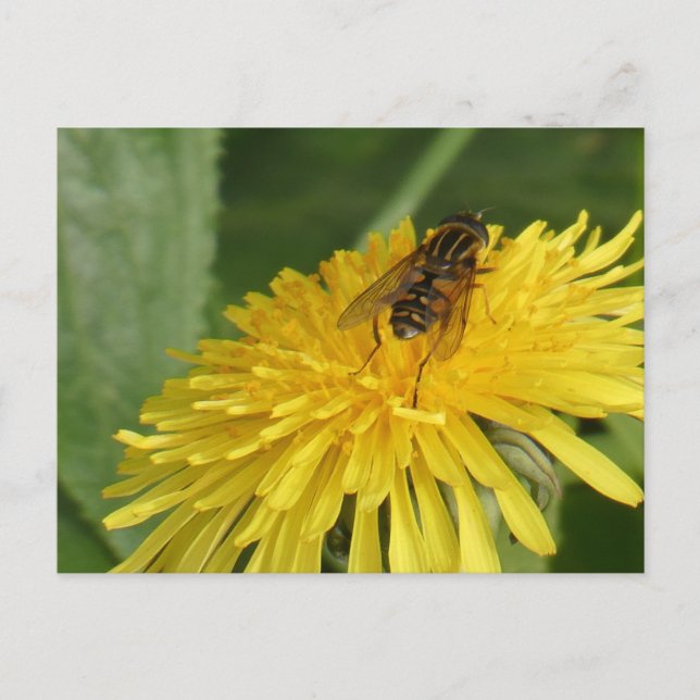Dandelion & Insect DIY Postkarte (Vorderseite)