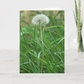 Dandelion Karte