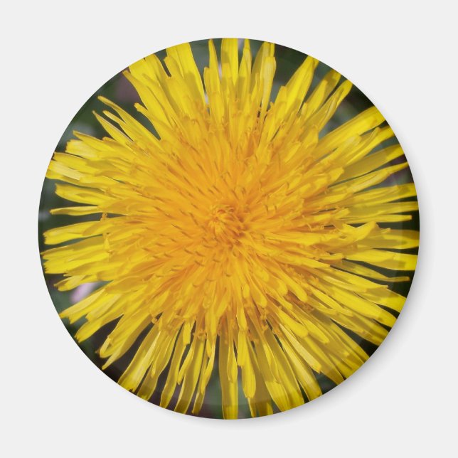 Dandelion Kühlschrankmagnet Magnet (Vorne)