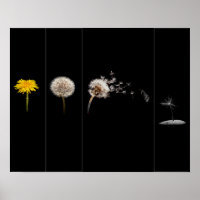 Dandelion Life Cycle Poster/Print