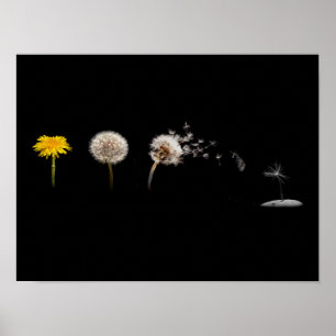 Dandelion Life Cycle Poster/Print Poster