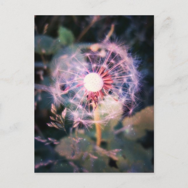 Dandelion Magic Postkarte (Vorderseite)