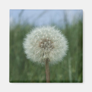 Dandelion Magnet