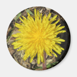 Dandelion Magnet
