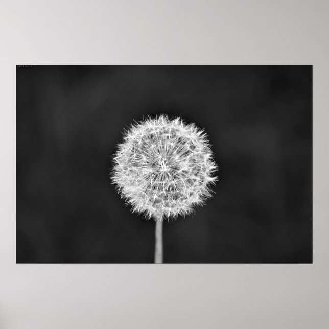 Dandelion - Noir Poster (Vorne)