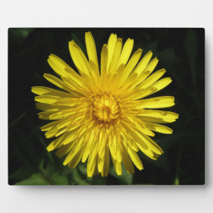 Dandelion Plaque Fotoplatte