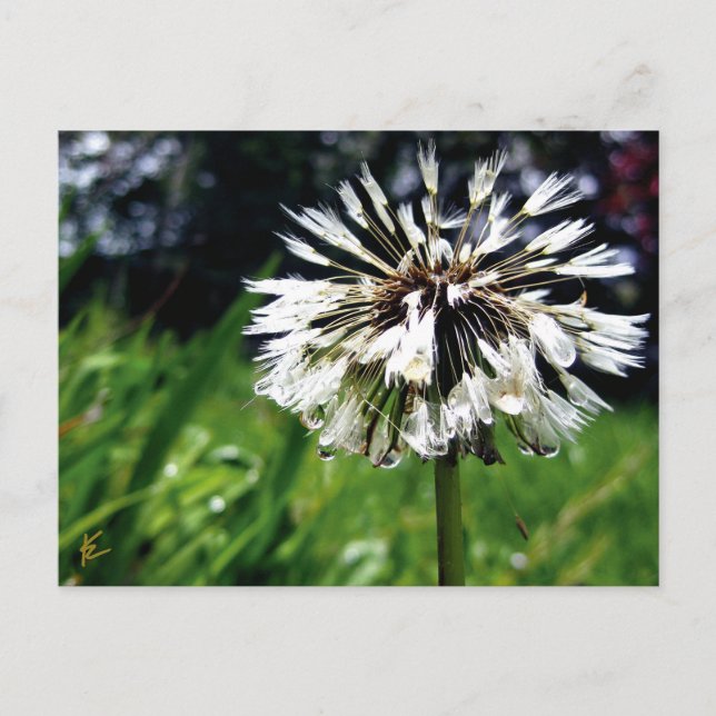 Dandelion Poof mit Friedlicher Natur Postkarte (Vorderseite)