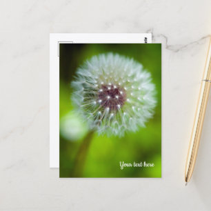 Dandelion Postcard Postkarte