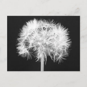 Dandelion Postcard Postkarte