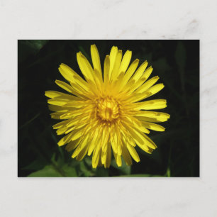 Dandelion Postcard Postkarte