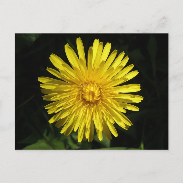 Dandelion Postcard Postkarte (Vorderseite)