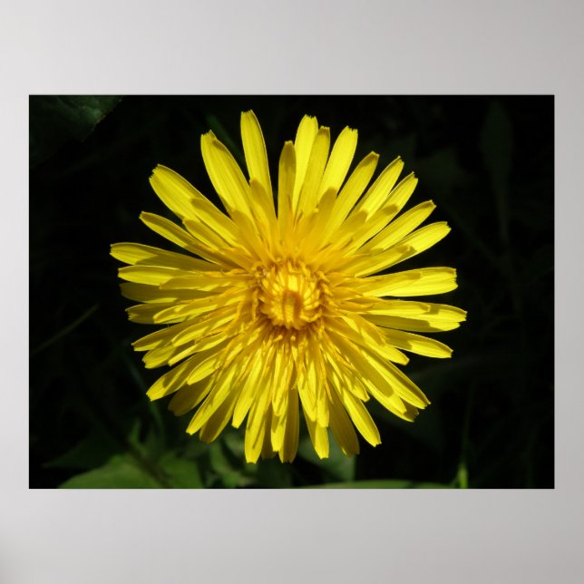 Dandelion Poster (Vorne)