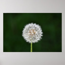 Dandelion, Poster