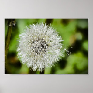 Dandelion, Poster