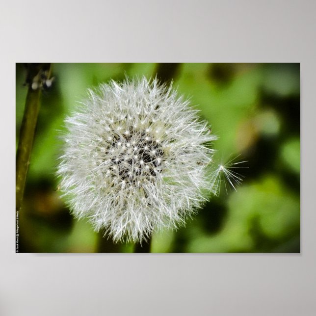 Dandelion, Poster (Vorne)