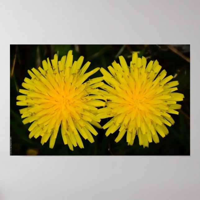Dandelion, Poster (Vorne)