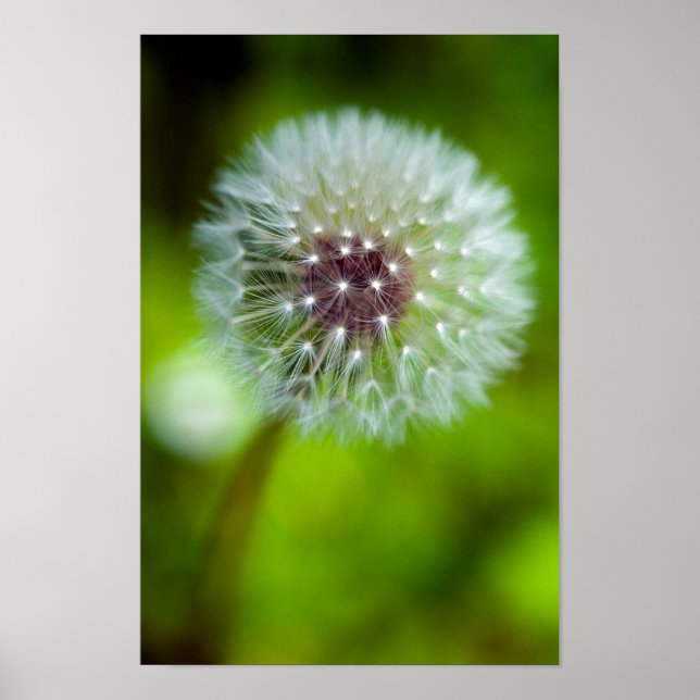 Dandelion Poster (Vorne)