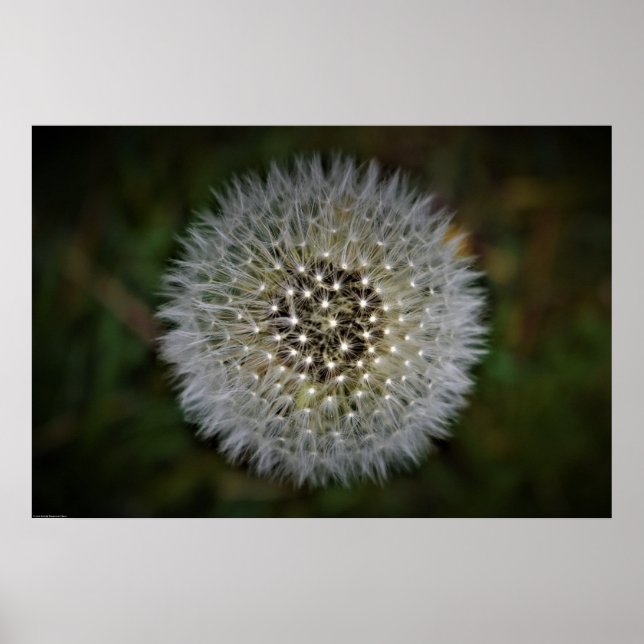 Dandelion, Poster (Vorne)
