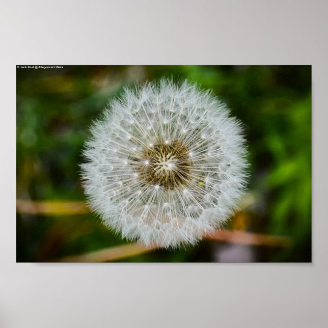 Dandelion, Poster (Vorne)