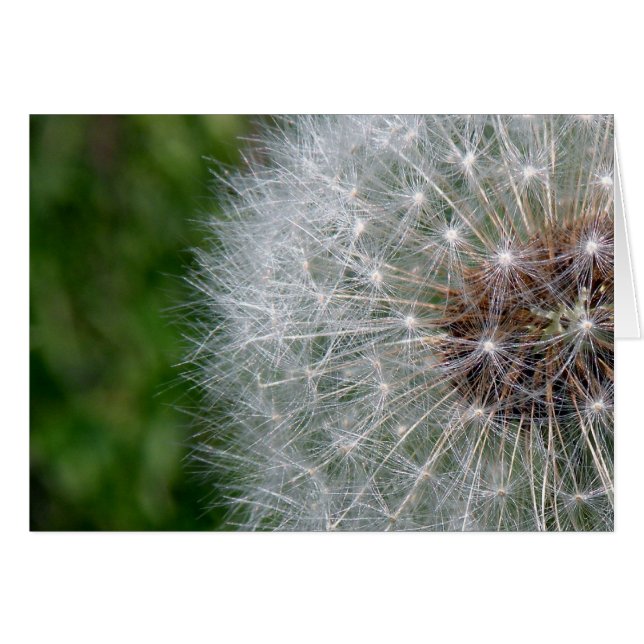 Dandelion Puff (Vorderseite (Horizontal))