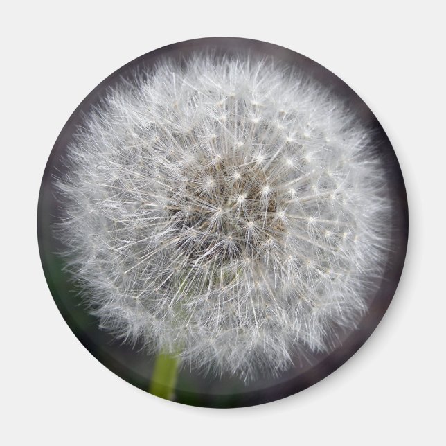 Dandelion Puff Magnet (Vorne)