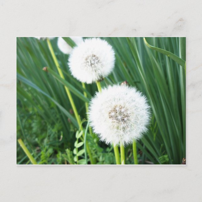 Dandelion Puff Postkarte (Vorderseite)