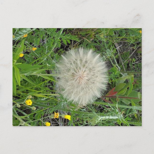 Dandelion Puff Postkarte (Vorderseite)