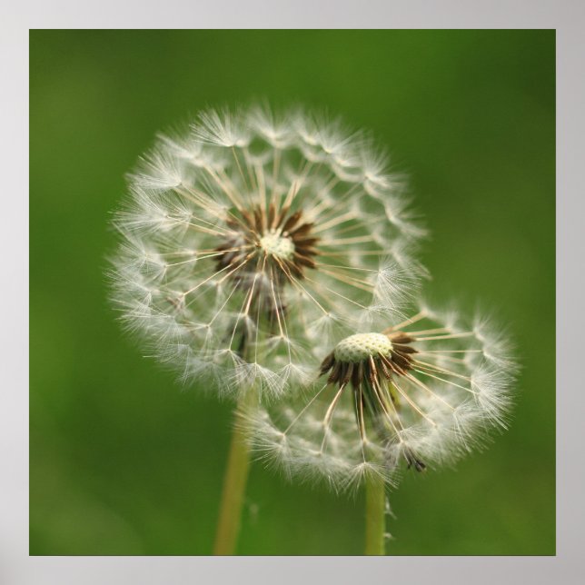Dandelion Puff Print Poster (Vorne)