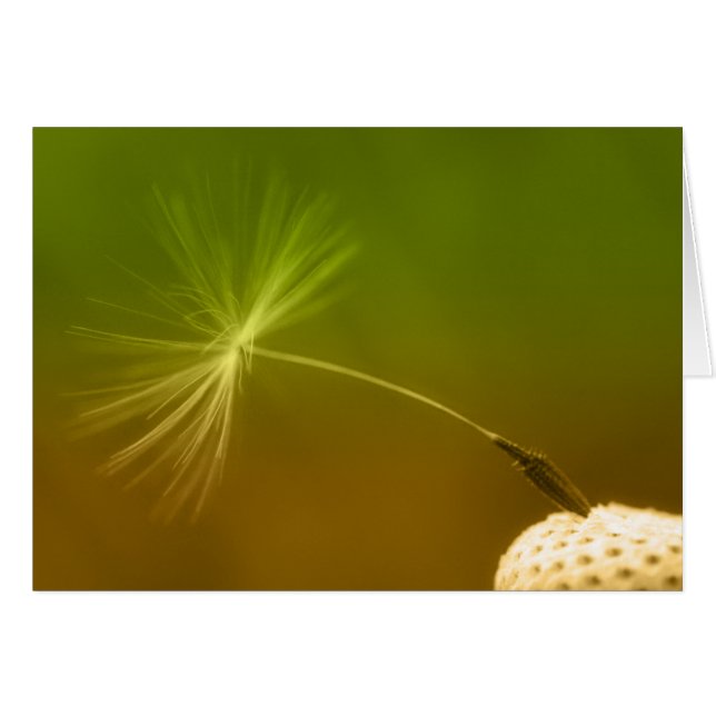 Dandelion Seed (Vorderseite (Horizontal))