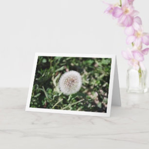 Dandelion Seed Head Blume Karte