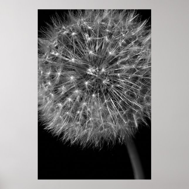Dandelion Seed Head Poster (Vorne)