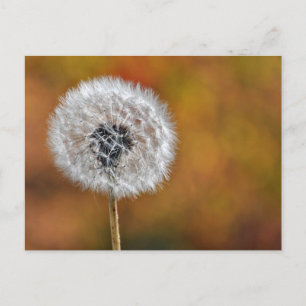 Dandelion Seed Postkarte