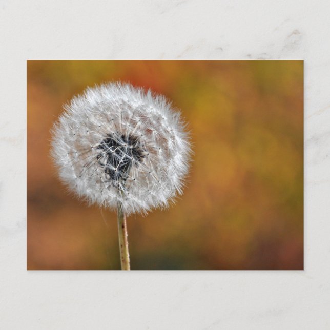 Dandelion Seed Postkarte (Vorderseite)