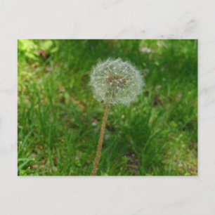 Dandelion Seed 'Puff' Postcard Postkarte