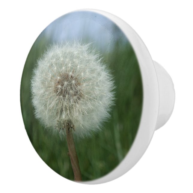 Dandelion Seedhead Dresser Knob Keramikknauf (Rechts)