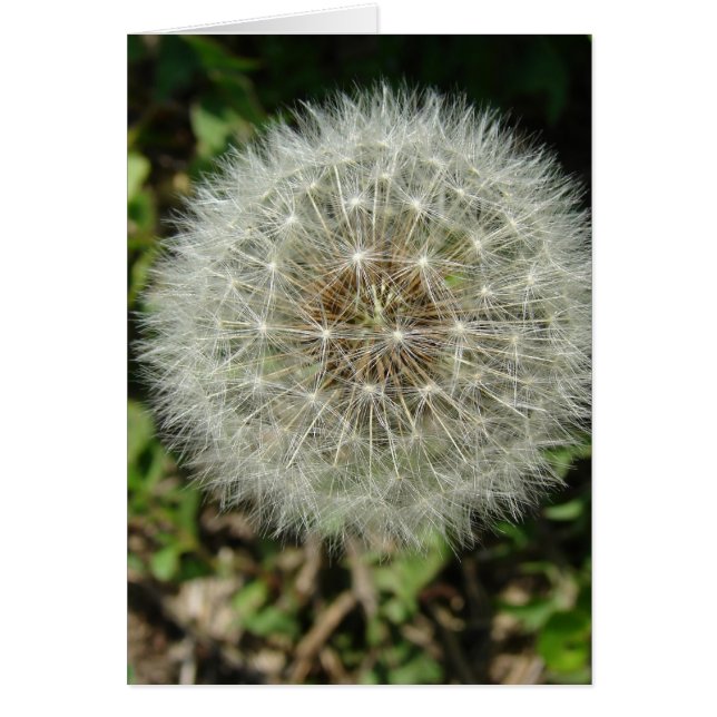 Dandelion Seeds (Vorne)