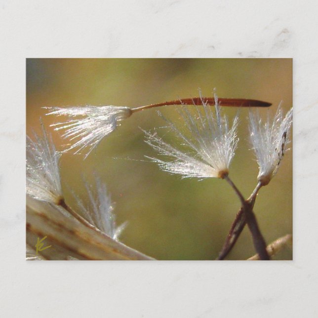 Dandelion Seeds Carry a Friend, Beileid Postkarte (Vorderseite)