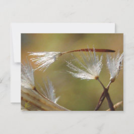 Dandelion Seeds Carry a Friend, Beileid Postkarte