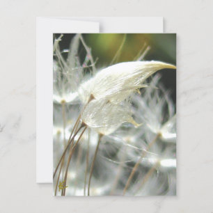 Dandelion Seeds Embrace Sinnliche Natur Postkarte