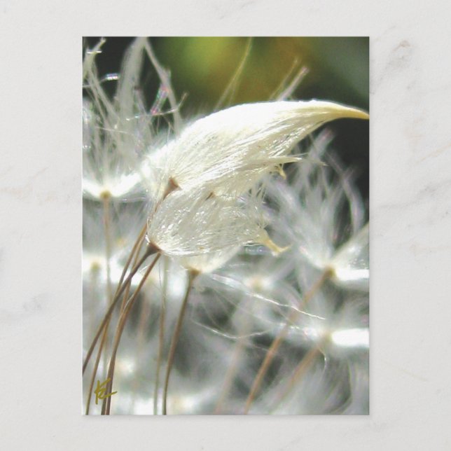 Dandelion Seeds Embrace Sinnliche Natur Postkarte (Vorderseite)