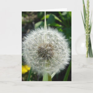Dandelion Seeds Karte
