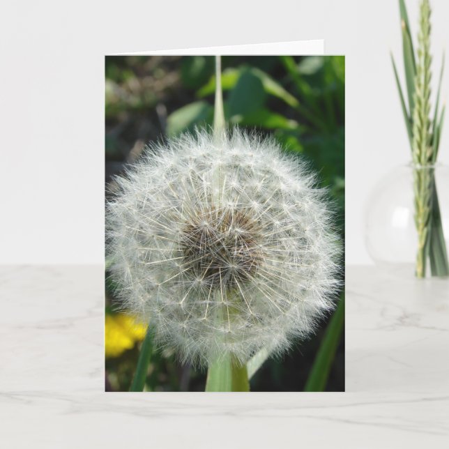 Dandelion Seeds Karte (Vorderseite)