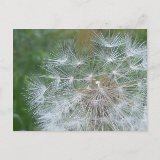 Dandelion Seeds Nah DIY Postcard Feiertagspostkarte (Vorderseite)