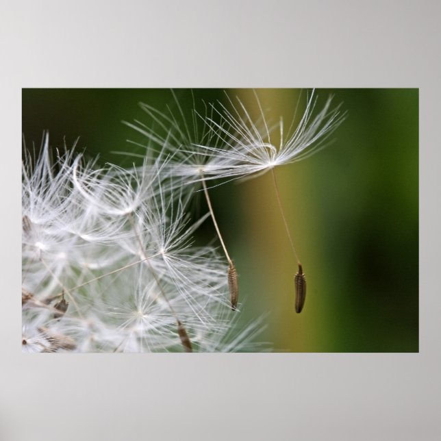 Dandelion Seeds Poster (Vorne)