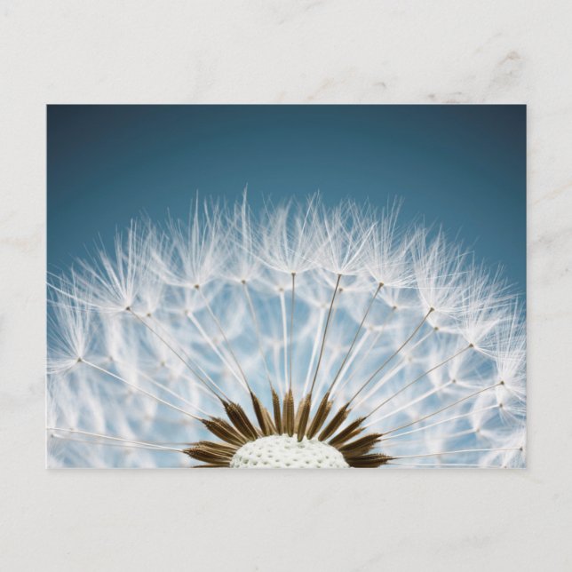 Dandelion Seeds Postkarte (Vorderseite)